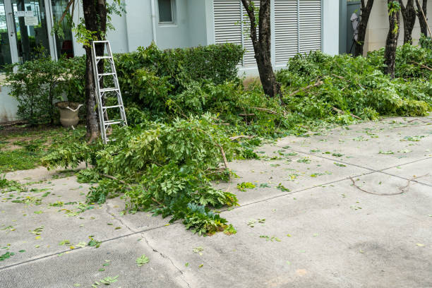 Best Lawn Renovation and Restoration  in Lake Bryan, TX